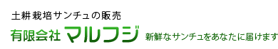 土耕栽培サンチュの販売　有限会社マルフジ　新鮮なサンチュをあなたに届けます