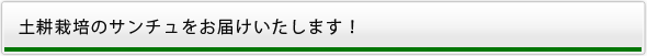 土耕栽培のサンチュをお届けいたします！